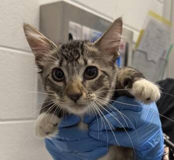 Big Bertha -  Domestic Medium Hair Cat for Adoption in Golden, Colorado - Big Bertha | PetCurious