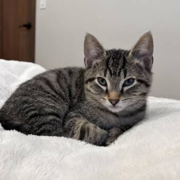 Domestic Short Hair Cats Available for Adoption in Spokane, Washington - Little Brother | PetCurious