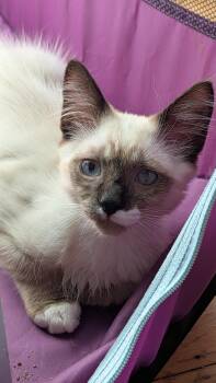 Mako (Pabu) -  Snowshoe Cat for Adoption in Davis, California - Mako (Pabu) | PetCurious