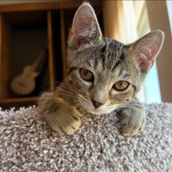 Domestic Short Hair Cats Available for Adoption in Las Vegas, Nevada - Paris | PetCurious