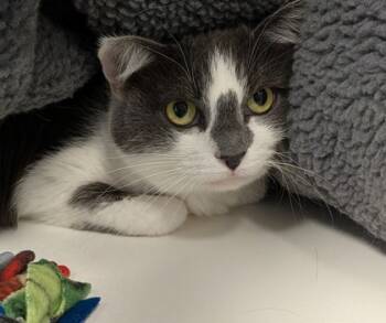 Rescue Domestic Medium Hair and Domestic Short Hair Cats for Adoption in Fishers, Indiana - Belle | PetCurious