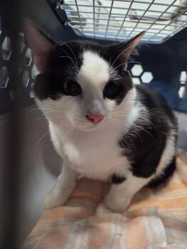 Eggs -  Domestic Short Hair Cat for Adoption in Saint Charles, Missouri - Eggs | PetCurious