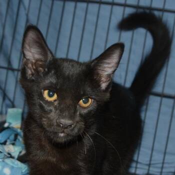Gingko -  Domestic Short Hair Cat for Adoption in Los Angeles, California - Gingko | PetCurious