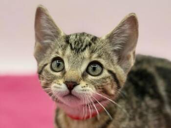 Taylor -  Domestic Short Hair Cat for Adoption in Portland, Oregon - Taylor | PetCurious