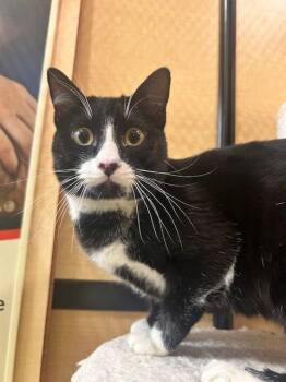 Domestic Short Hair Cats Available for Adoption - Ivan | PetCurious