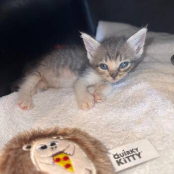 Arkansas 050506A -  Domestic Short Hair Cat for Adoption in Amory, Mississippi - Arkansas 050506A | PetCurious
