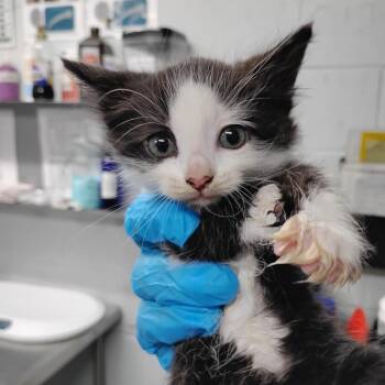 Latte -  Domestic Medium Hair Cat for Adoption in Summerville, South Carolina - Latte | PetCurious