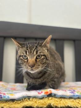 Rescue Domestic Short Hair Cats for Adoption in Cumberland, Maine - Liam | PetCurious