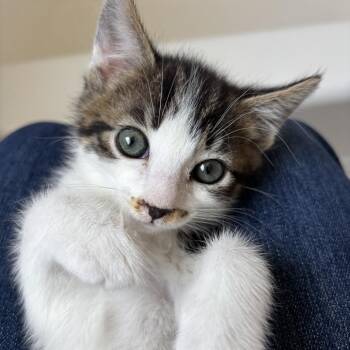 Domestic Short Hair Cats Available for Adoption in Redwood City, California - Shasta (white) | PetCurious