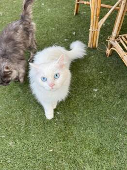Rescue Maine Coon and Turkish Angora Cats for Adoption in Brampton, Ontario - Cristo | PetCurious