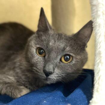 Sadiya -  Domestic Short Hair Cat for Adoption in Port Washington, New York - Sadiya | PetCurious