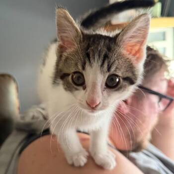3 Spring Day -  Domestic Short Hair Cat for Adoption in Puslinch, Ontario - 3 Spring Day | PetCurious