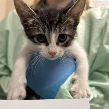 Juniper Bud -  Domestic Short Hair Cat for Adoption in Tempe, Arizona - Juniper Bud | PetCurious