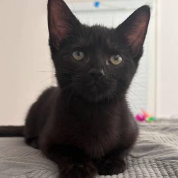 Bug -  Domestic Short Hair Cat for Adoption in Baytown, Texas - Bug | PetCurious