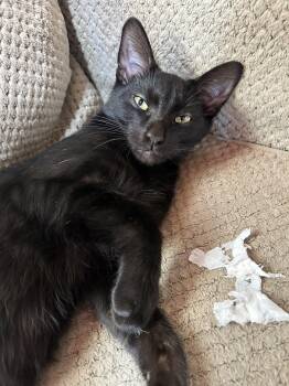 Rescue Domestic Short Hair Cats for Adoption - Stew JT 0525 | PetCurious