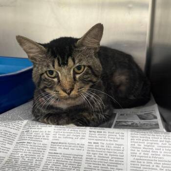 Peepaw -  Domestic Medium Hair Cat for Adoption in Auburn, Alabama - Peepaw | PetCurious