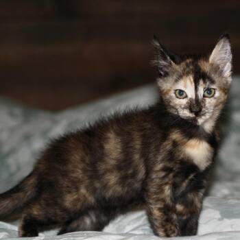 Margie -  Domestic Short Hair Cat for Adoption in Chattanooga, Tennessee - Margie | PetCurious