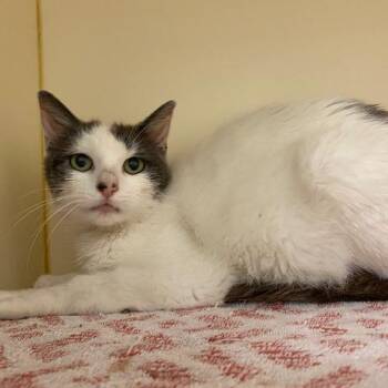 Domestic Short Hair Cats Available for Adoption in Dayton, Ohio - Fern | PetCurious