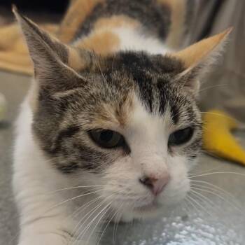 Sabrina -  Domestic Short Hair Cat for Adoption in Chicago, Illinois - Sabrina | PetCurious