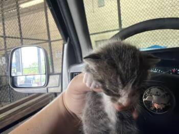 Domestic Short Hair Cats Available for Adoption in Dallas, Texas - GOOSEY | PetCurious