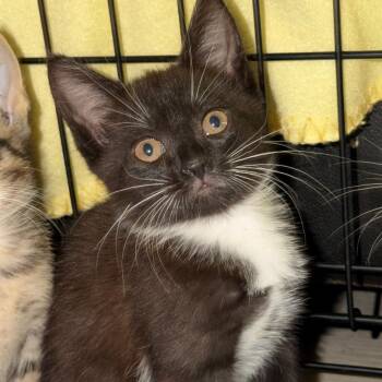 Juliet -  Domestic Short Hair Cat for Adoption in Sarasota, Florida - Juliet | PetCurious