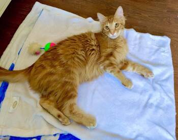 Ringo -  Domestic Long Hair Cat for Adoption in Lincoln, Nebraska - Ringo | PetCurious