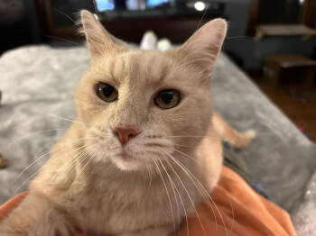Rescue Domestic Short Hair Cats for Adoption in Nashville, Tennessee - Honey | PetCurious