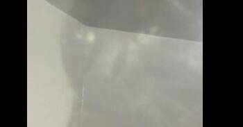 Domestic Short Hair Cats Available for Adoption in Dayton, Minnesota - Crabgrass 5-1 | PetCurious