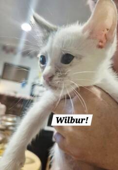 Wilbur -  Domestic Short Hair Cat for Adoption in San Antonio, Texas - Wilbur | PetCurious