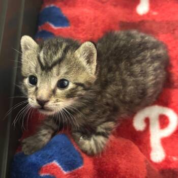 Lexicon -  Domestic Short Hair Cat for Adoption - Lexicon | PetCurious