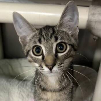 Eyore -  Domestic Short Hair Cat for Adoption in North Myrtle Beach, South Carolina - Eyore | PetCurious