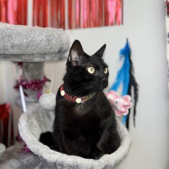 Rescue Domestic Short Hair Cats for Adoption in Angleton, Texas - Blackout | PetCurious