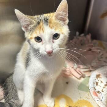 Hooby Looby -  Domestic Short Hair Cat for Adoption in Davenport, Iowa - Hooby Looby | PetCurious