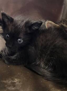 Domestic Short Hair Cats Available for Adoption in Palmetto, Florida - BEANS | PetCurious