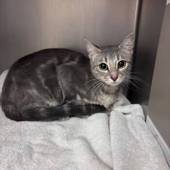 Big Chicken -  Domestic Short Hair Cat for Adoption in Goleta, California - Big Chicken | PetCurious