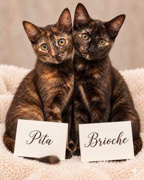 Brioche & Pita -  Tortoiseshell Cat for Adoption in Midlothian, Texas - Brioche & Pita | PetCurious
