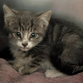 Timmy -  Domestic Short Hair Cat for Adoption in Sonoma, California - Timmy | PetCurious