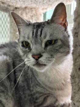 Pi -  Domestic Short Hair Cat for Adoption in San Leon, Texas - Pi | PetCurious
