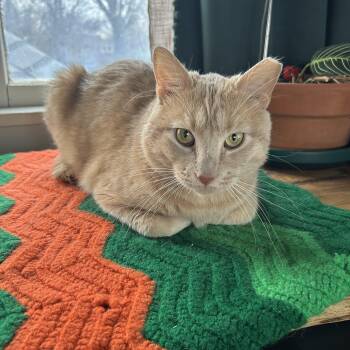 Domestic Short Hair Cats Available for Adoption - Big Boi | PetCurious