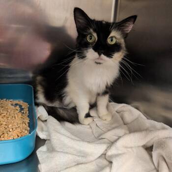 Porsche -  Domestic Medium Hair Cat for Adoption in Petersburg, Virginia - Porsche | PetCurious