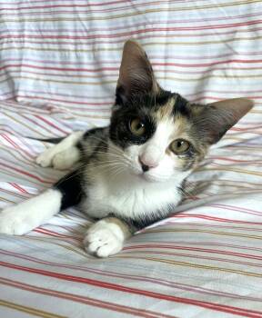 Missy -  Domestic Short Hair Cat for Adoption in Sioux Falls, South Dakota - Missy | PetCurious