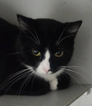 Rescue Domestic Short Hair Cats for Adoption in Dayton, Minnesota - Sheldon | PetCurious