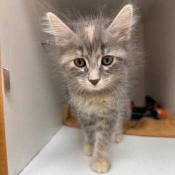Domestic Short Hair Cats Available for Adoption in Champaign, Illinois - Alexandria | PetCurious