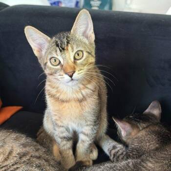 Cricket -  Domestic Short Hair Cat for Adoption in Las Vegas, Nevada - Cricket | PetCurious
