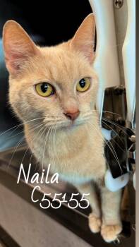 Naila -  Domestic Short Hair Cat Available for Adoption in Clarksville, Tennessee - Naila | PetCurious