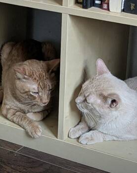 Duke -  Tabby and Domestic Short Hair Cat for Adoption in Dallas, Texas - Duke | PetCurious