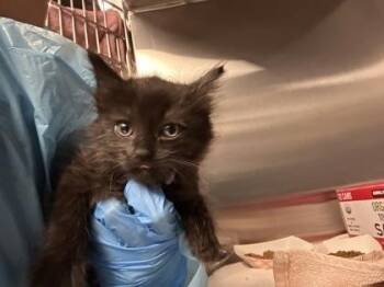 Piper -  Domestic Short Hair Cat for Adoption in Roseville, California - Piper | PetCurious