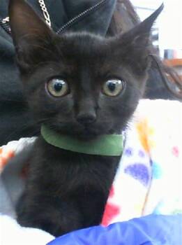 HEX -  Domestic Short Hair Cat for Adoption in Dallas, Texas - HEX | PetCurious