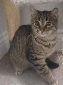 Rescue Domestic Short Hair Cats for Adoption in Ottawa, Ontario - Babe Face (f) 5mths Tabby | PetCurious