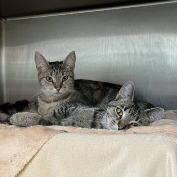 Neutron -  Domestic Short Hair Cat for Adoption in Fort Wayne, Indiana - Neutron | PetCurious